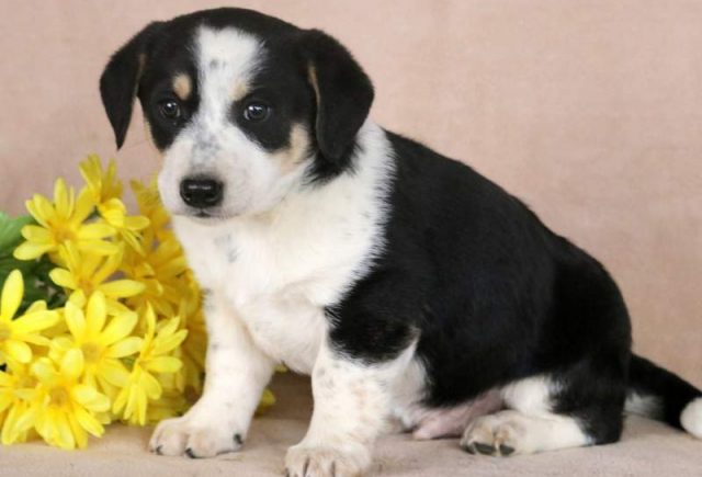 Petey-Blue-Heeler-Mix2.jpg