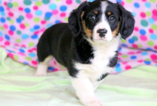 Petey-Cavalier-Mix-e1519249518953.jpg