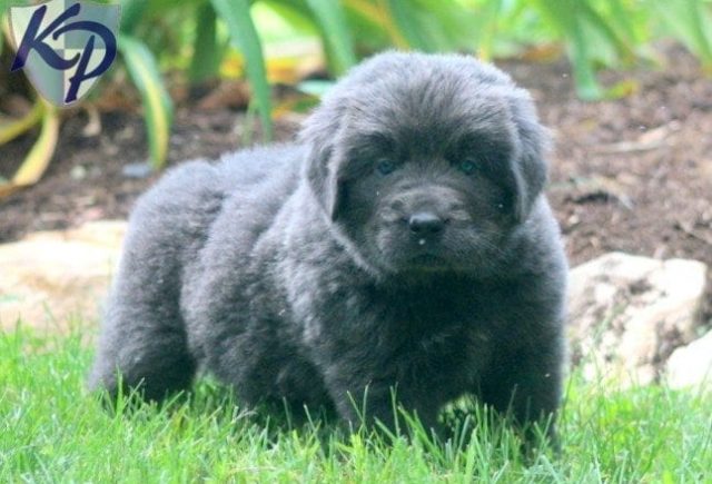 Petey-Newfoundland.jpg