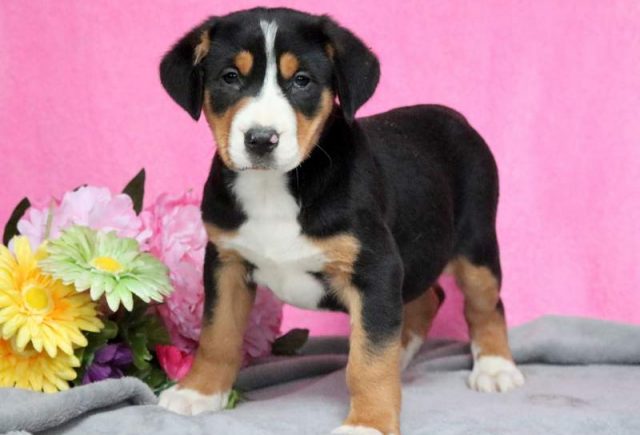 Pink-Greater-Swiss-Mountain-Dog.jpg