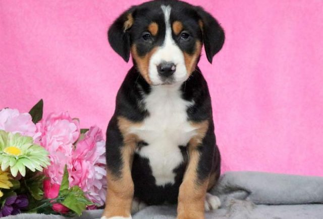 Pink-Greater-Swiss-Mountain-Dog2.jpg