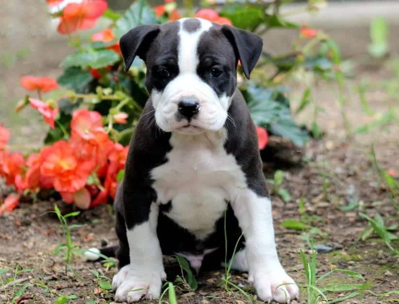 bull terrier and pitbull mix