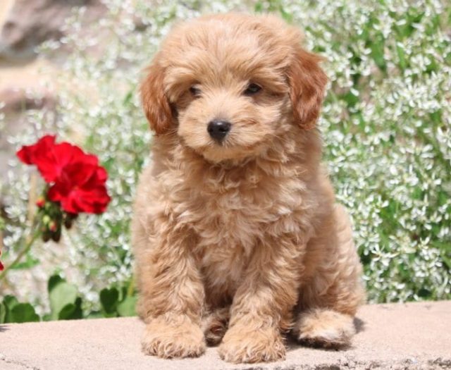 golden retriever pomeranian puppies