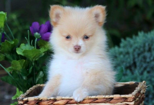 Pomchi Category