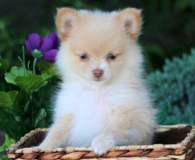 Pomchi