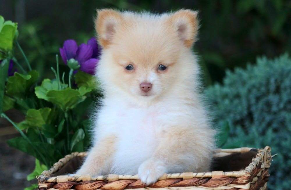 Hummingbird Flagermus Mysterium Pomchi Puppies For Sale | Puppy Adoption | Keystone Puppies