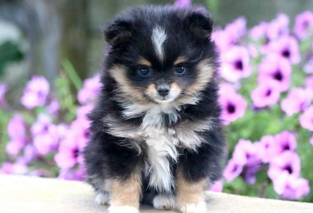 pomeranian puppies for sale