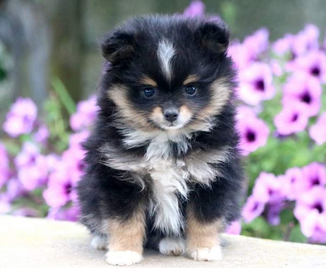 Pomeranian