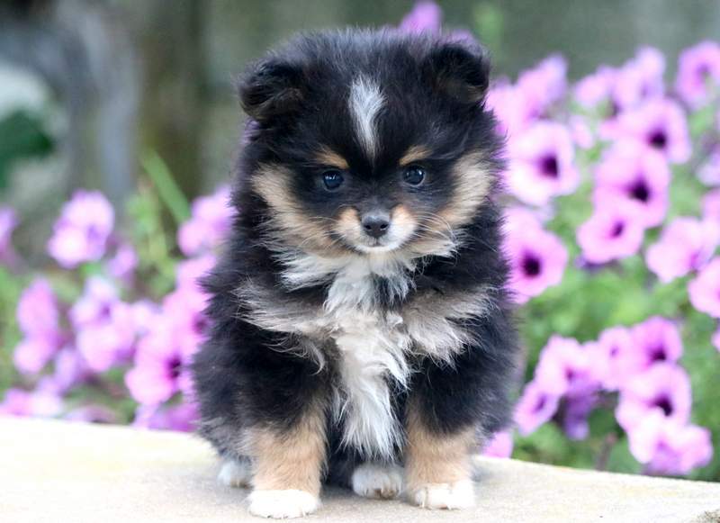 brindle pomeranian