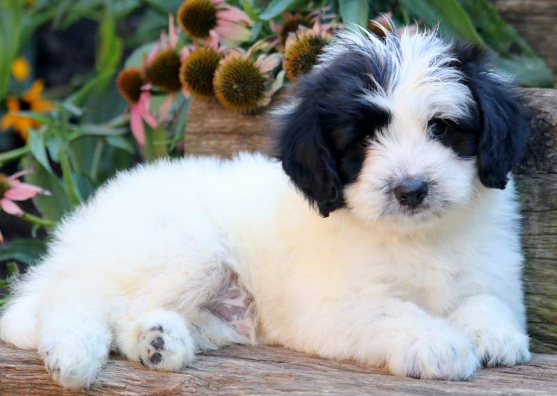 hypoallergenic poodle mixes