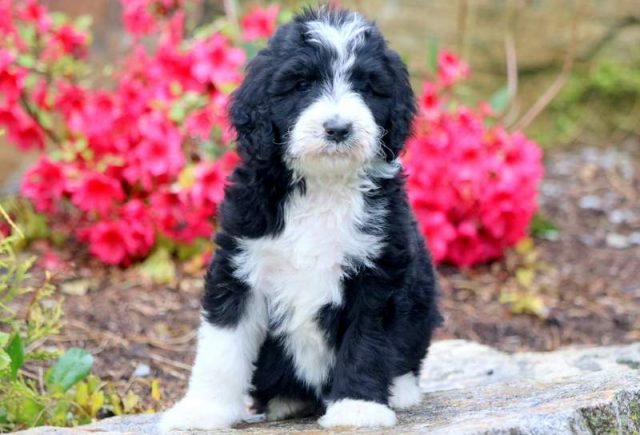 Posh-Bernedoodle-1.jpg