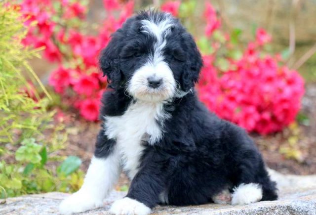 Posh-Bernedoodle-2.jpg