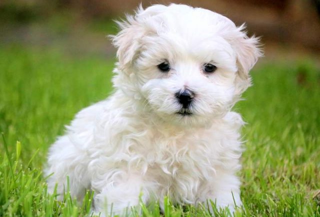 Powder-Morkie-1.jpg