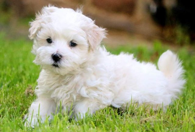Powder-Morkie-2.jpg