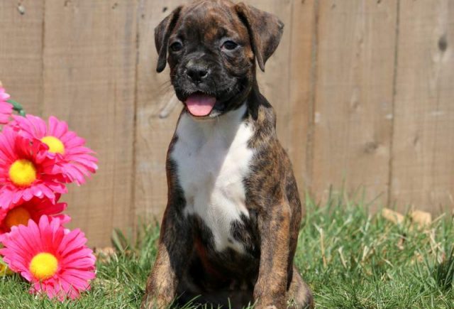Precious-Boxer.jpg
