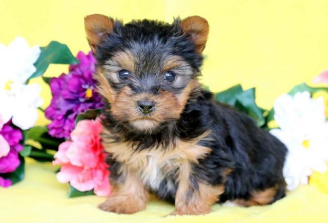 Presley-Yorkshire-Terrier-1.jpg