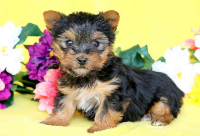 Presley-Yorkshire-Terrier-2.jpg