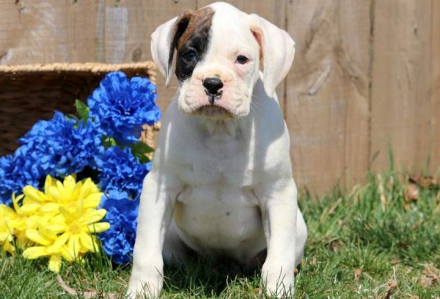 Preston-Boxer.jpg