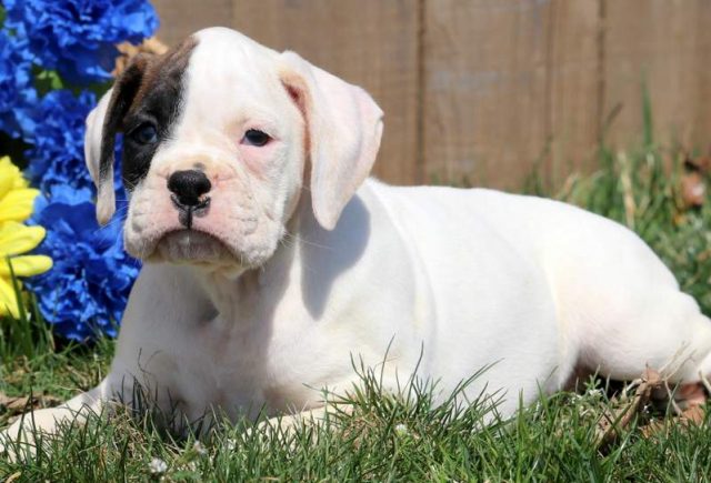 Preston-Boxer2.jpg