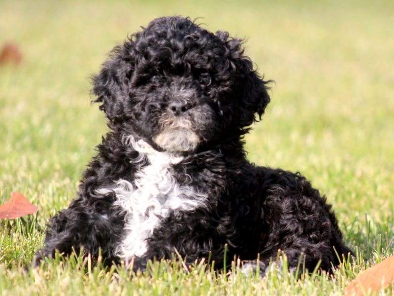 Pretty Portuguese Water Dog Puppy For Sale Keystone Puppies