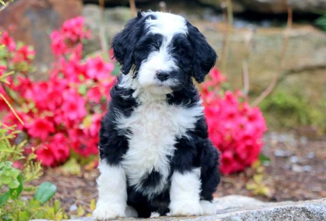 Pretty-Bernedoodle-1.jpg