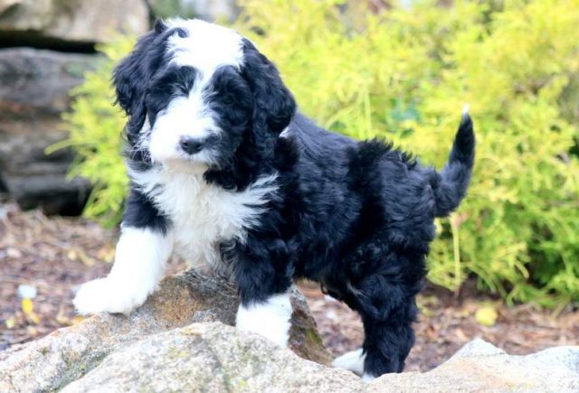 Pretty-Bernedoodle-2.jpg
