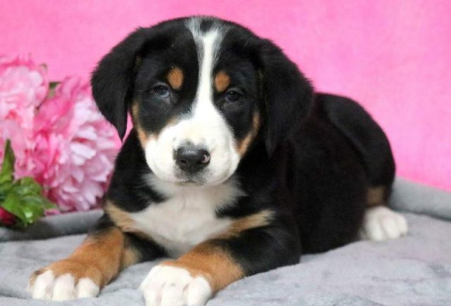 Pretty-Greater-Swiss-Mountain-Dog.jpg