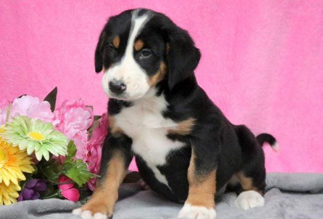Pretty-Greater-Swiss-Mountain-Dog2.jpg