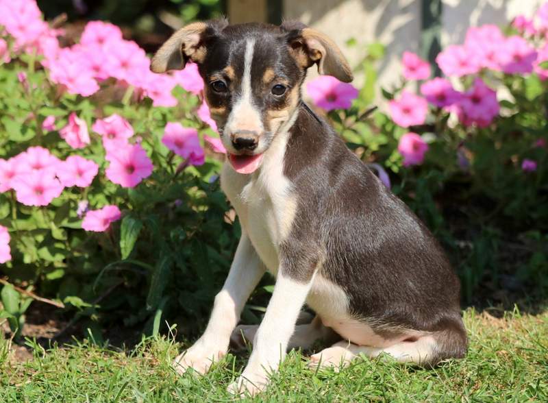 63+ Dachshund Jack Russell Miniature Pinscher Photo Codepromos