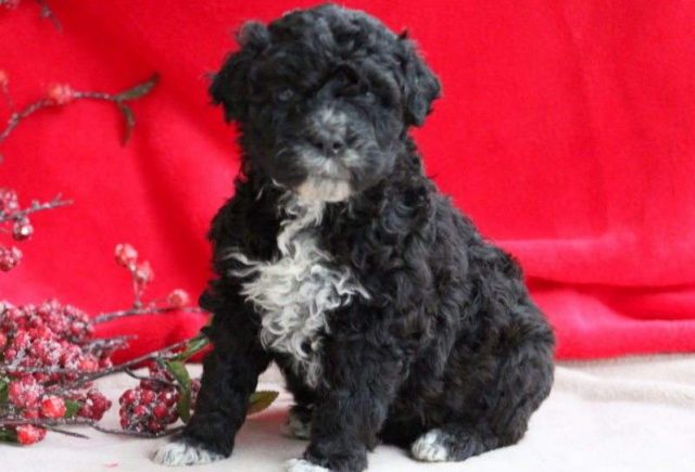 Pretty-Portuguese-Water-Dog-e1519242985186.jpg