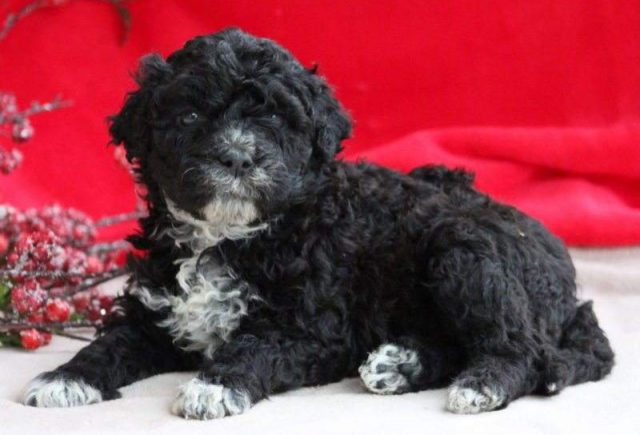 Pretty-Portuguese-Water-Dog2-e1519242968801.jpg