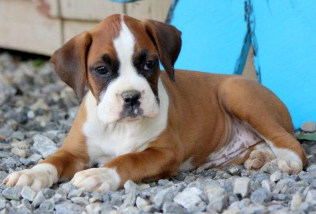 Princess-Boxer-Retake-e1519325061167.jpg