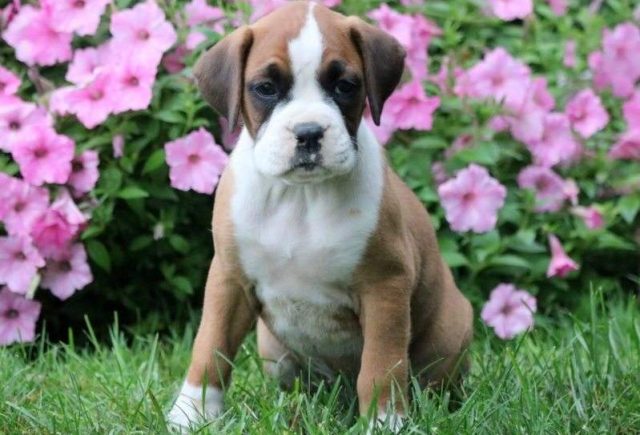 Princess-Boxer-e1519166223365.jpg