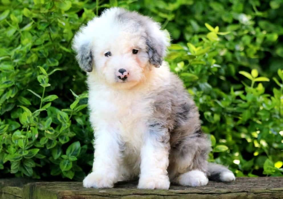 Princess Aussiedoodle Mini Puppy For Sale Keystone Puppies