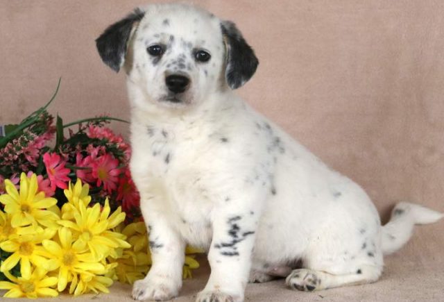 Priscilla-Blue-Heeler-Mix.jpg