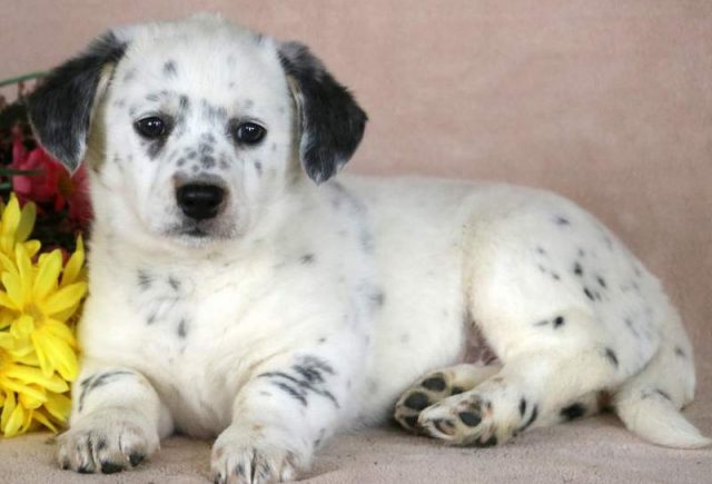 Priscilla-Blue-Heeler-Mix2.jpg