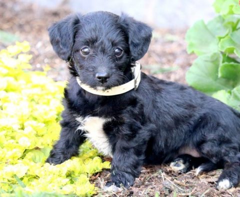 Jackapoo Puppies for Sale - Keystone Puppies