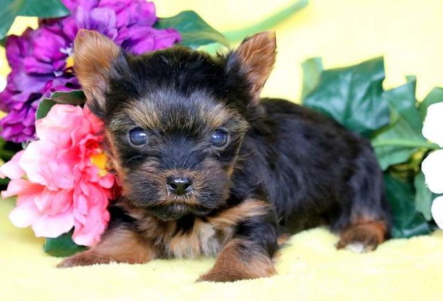 Priscilla-Yorkshire-Terrier-1.jpg