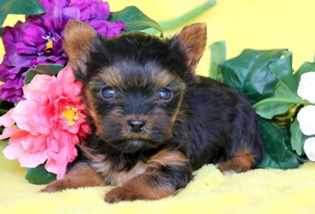 Priscilla-Yorkshire-Terrier-2.jpg