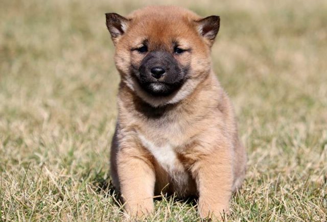 Rain-Shiba-Inu.jpg