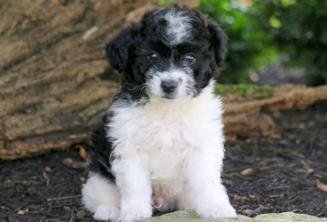 Rocky | Aussiedoodle - Mini Puppy For Sale | Keystone Puppies