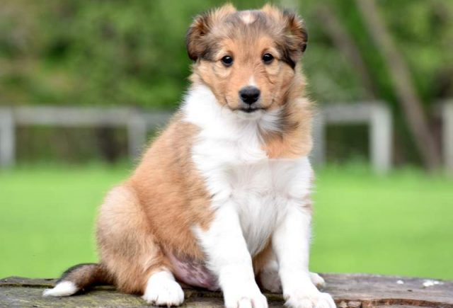 Rover-Sheltie.jpg