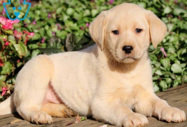 yellow lab puppies for sale