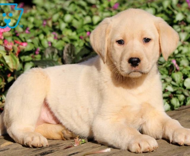 Yellow Lab