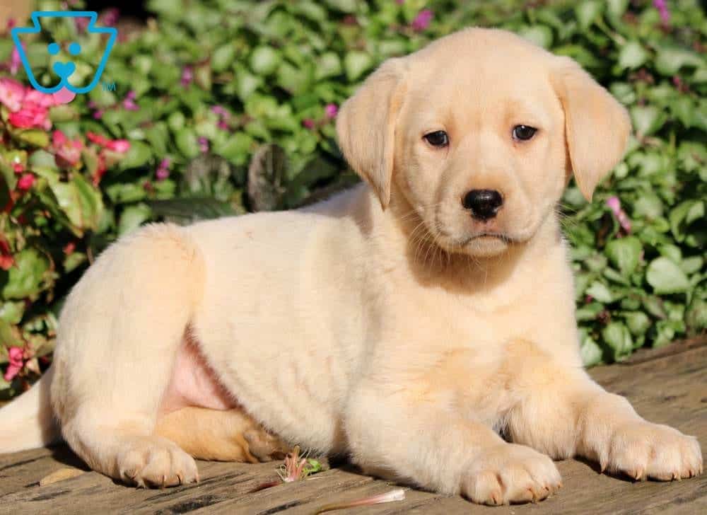 labrador yellow puppy