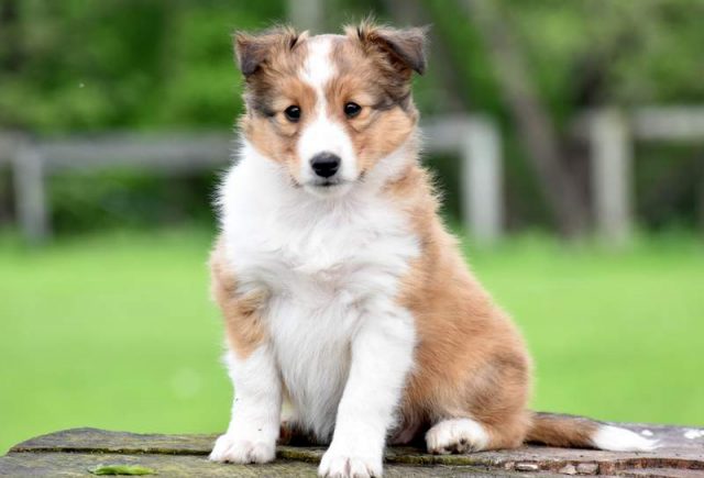 Roxanne-Sheltie.jpg