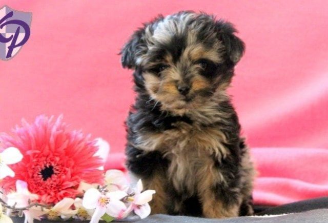 Roxy-Mini-Aussiedoodle.jpg