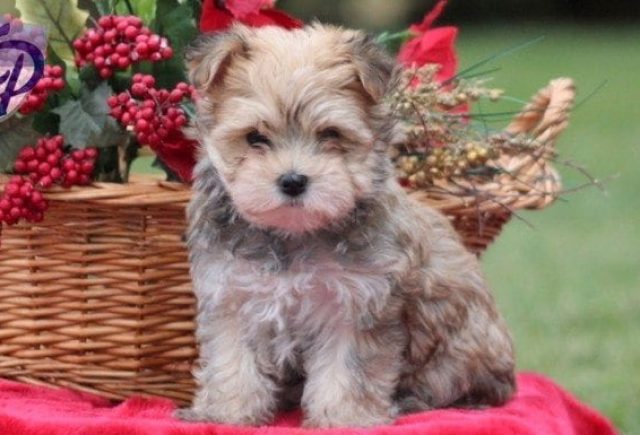 Rudolph-Morkie.jpg