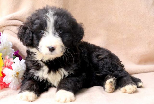 Sabrina-Bernedoodle-2.jpg