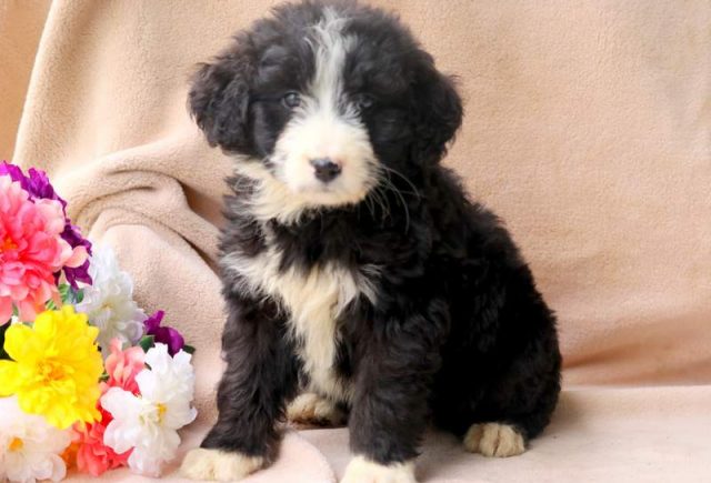 Sabrina-Bernedoodle.jpg